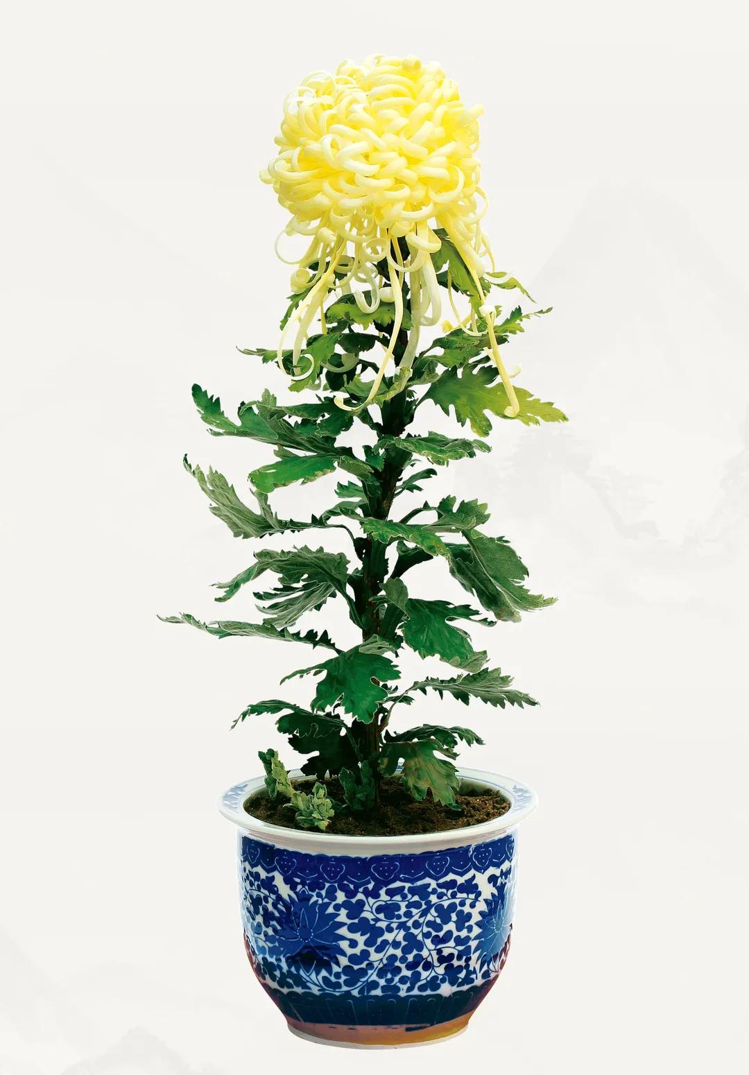 北京绢花厂现状绢花的制作过程是什么