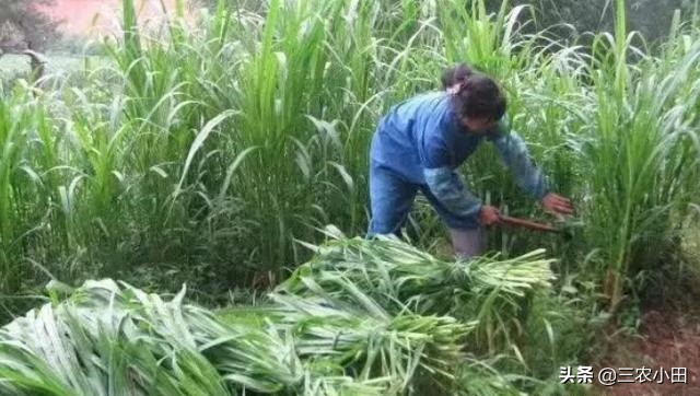 种植一次收益多年，农民种它“钱”景好，有想法的朋友已看到商机