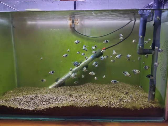 孔雀鱼苗的饲养水温到底多少合适，高温可以吗，其他鱼苗呢？