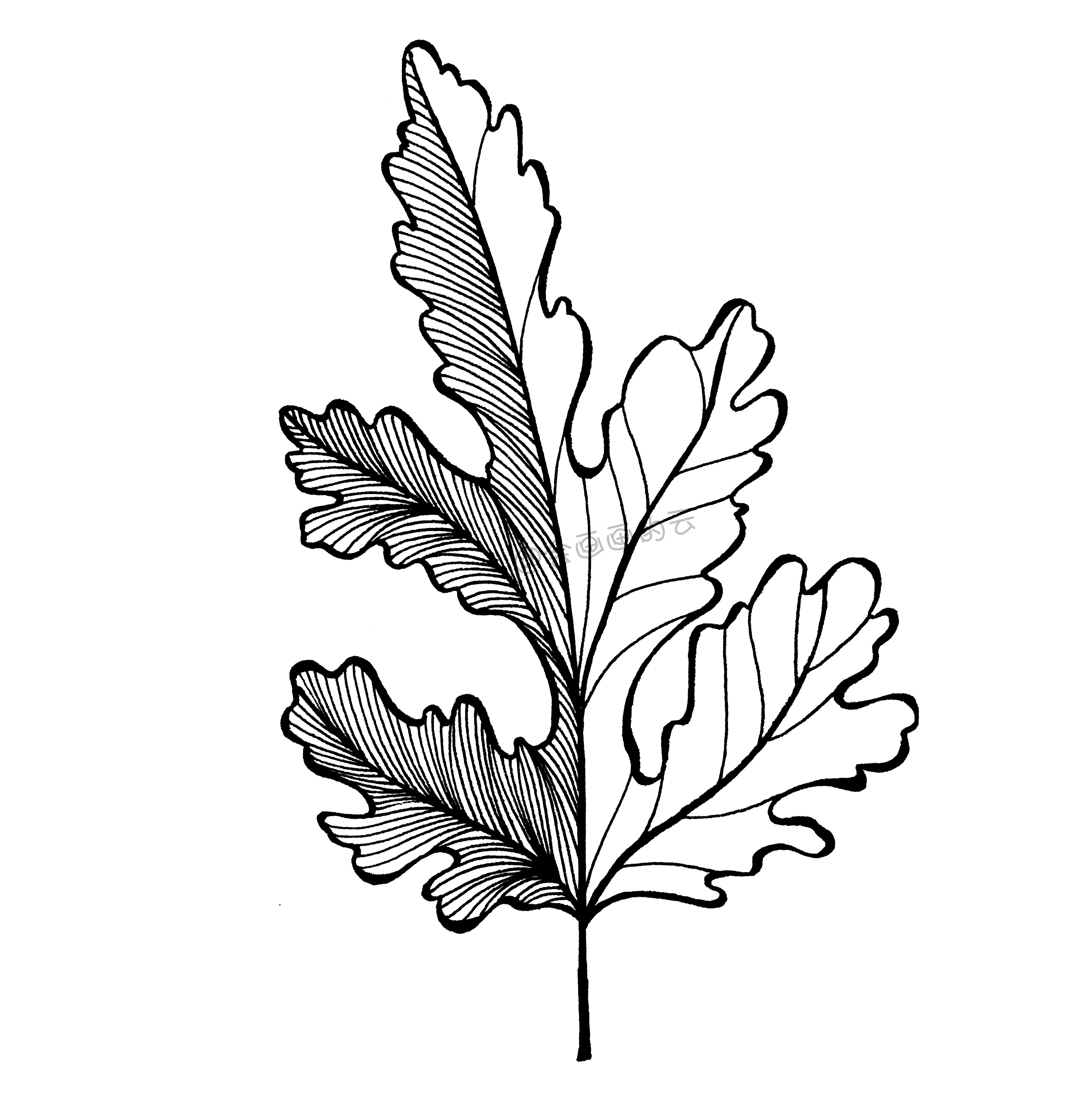 注意线条的粗细变化要均匀柔和;003,从叶子的底部开始画内部线条;画