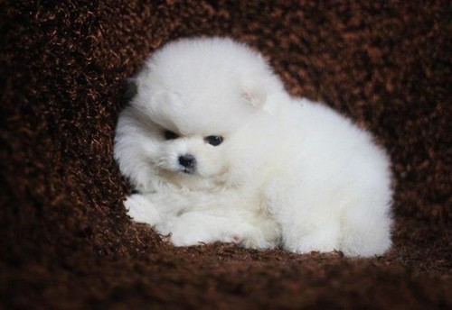 白博美毛发黄怎么回事