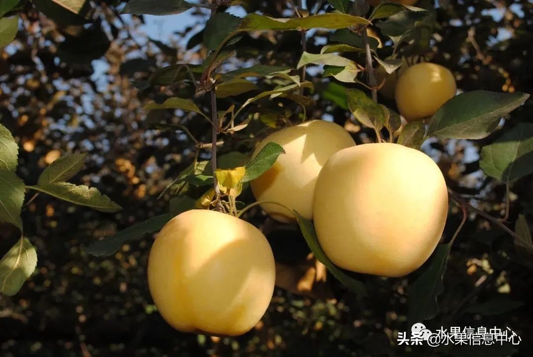 苹果成熟季节（23种苹果的品种产地及成熟时间）