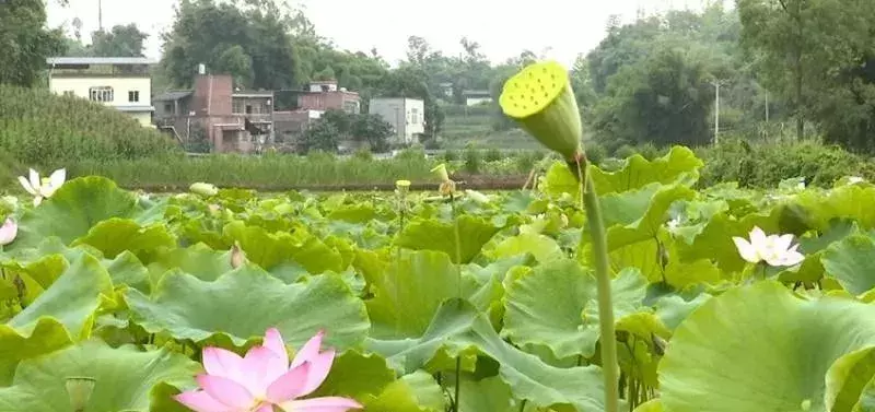 重庆看荷花的地方来啦！错过再等一年......