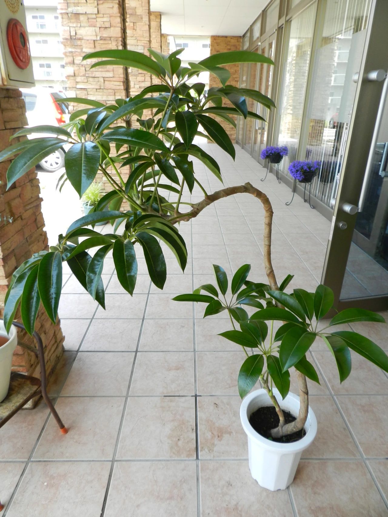 日本大叶伞,鸭脚木和昆士兰伞木,三种耐阴且清新的观叶绿植