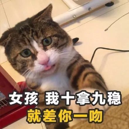 猫咪情话表情包合集 你就是有个缺点，缺点我