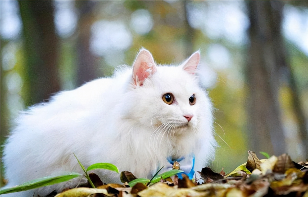 中华田园猫丨狮子猫