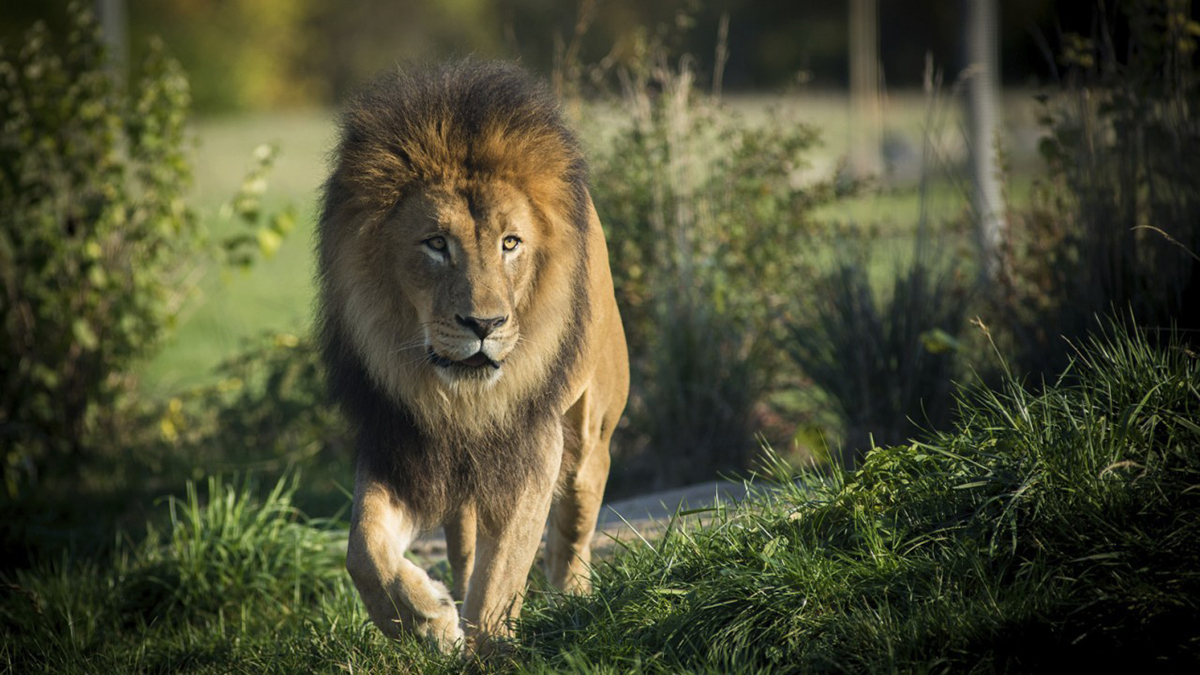 随着气候的变化及野生动物群的迁移,分化,老虎也从发源地逐渐向全亚洲