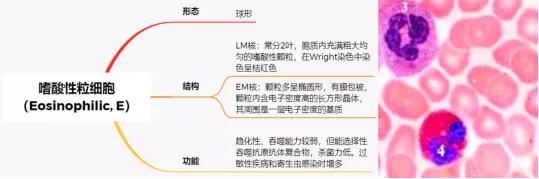 專業(yè)知識(shí)--圖文并茂帶你了解魚類血液淋巴細(xì)胞