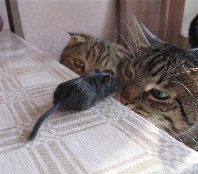 猫咪并不喜欢吃老鼠，捕鼠也只是因为三点原因，却总被人误解！