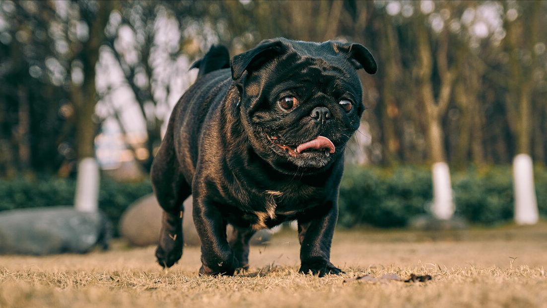 飼養巴哥犬的十大理由,看完後,你心動了嗎