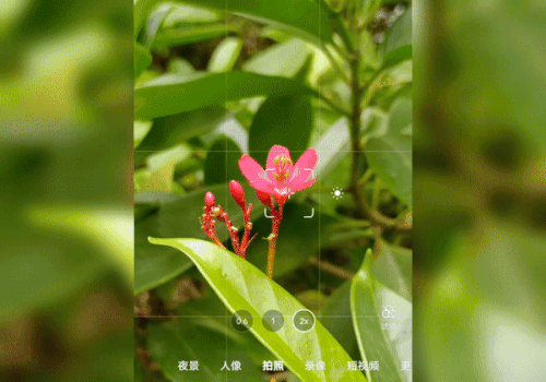 这样拍夏日壁纸,绿!爆!朋友圈