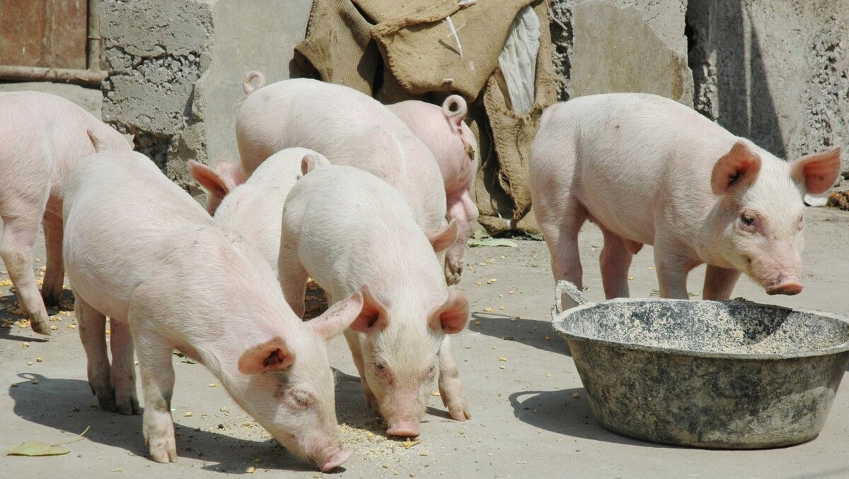 猪用益生菌哪个牌子好(发酵潲水喂猪的益生菌哪种好) - 114货源网