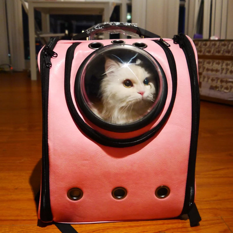 平价养猫攻略，穷也能实现养猫自由