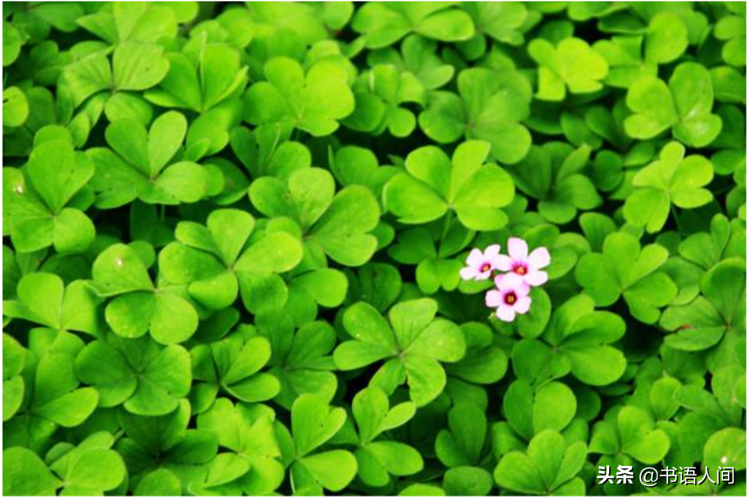 写给爷爷：我想念您，不只在清明，也在每一个清晨与日落