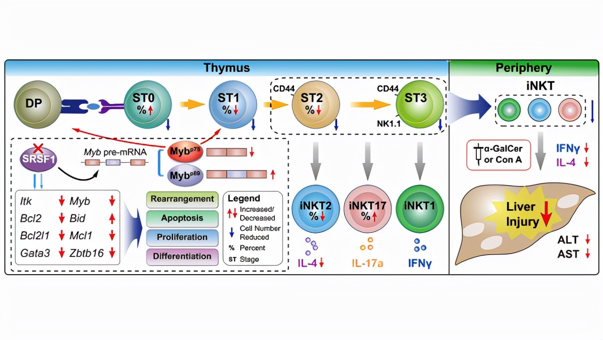 牛！短短一个月，北京这所名校接连取得多项重要科研进展，引国际关注！