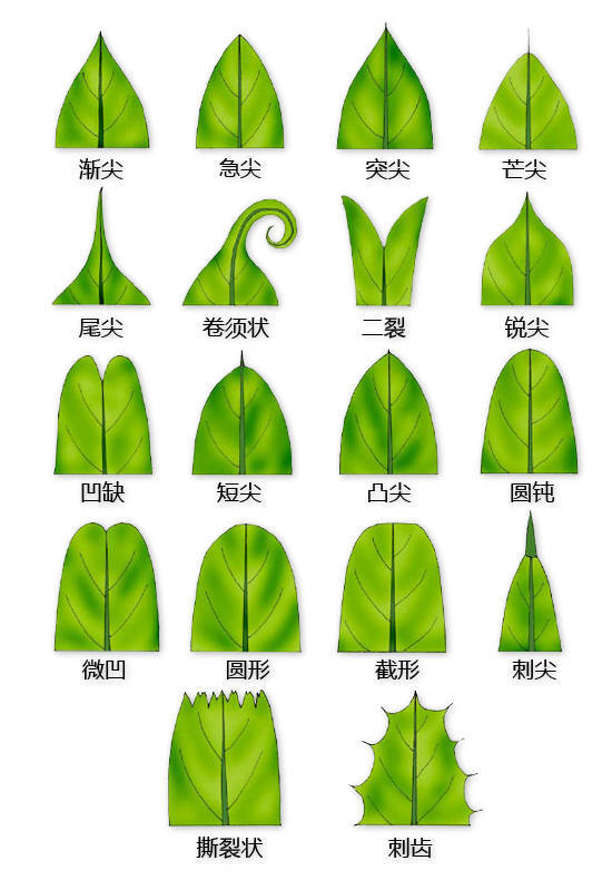 花的基本结构简图（教科书般的植物形态图解）