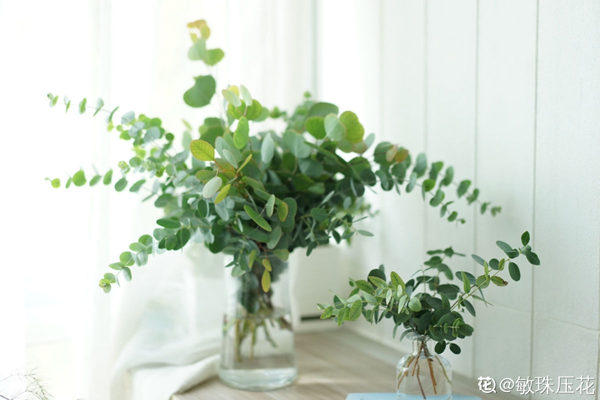 尤加利地栽怎么养最佳科普