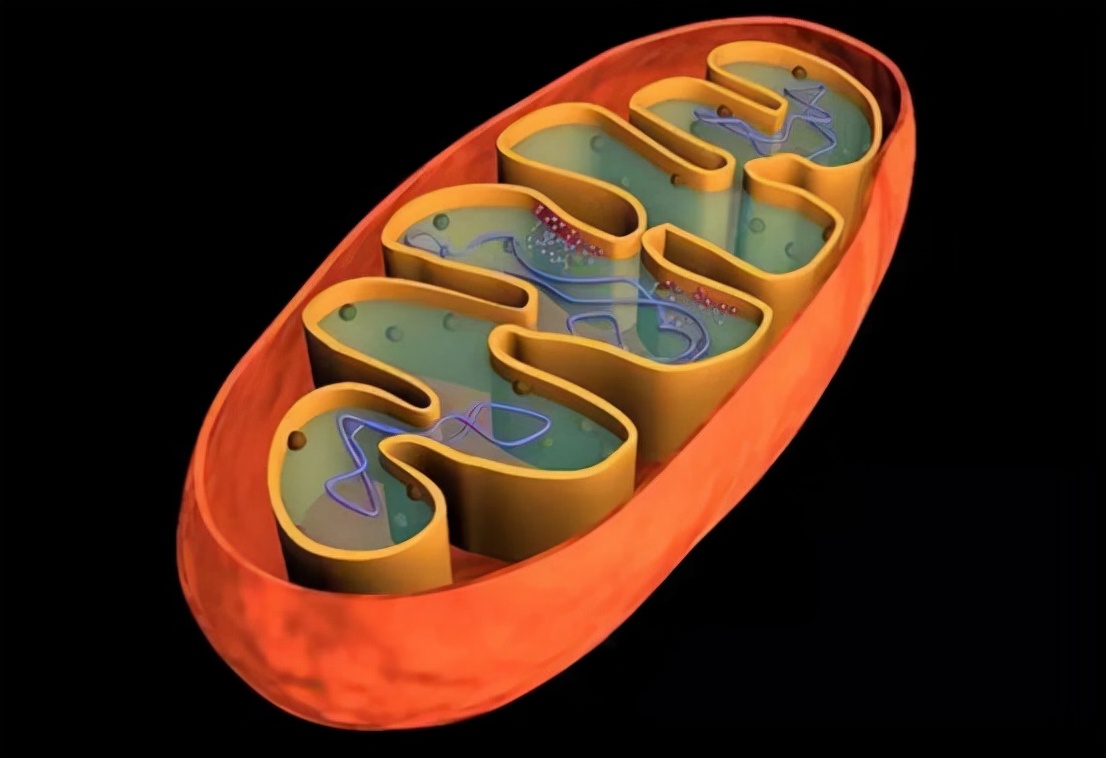 不过,这并不意味着,在20万年前,地球上就只有这位"线粒体夏娃"一位