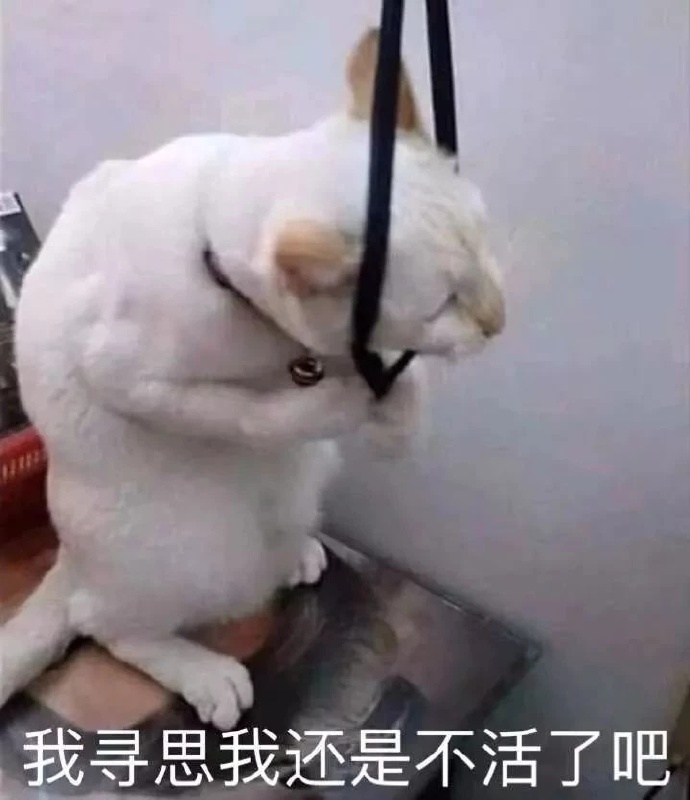 猫咪表情包合集｜不要逼我亮出武器