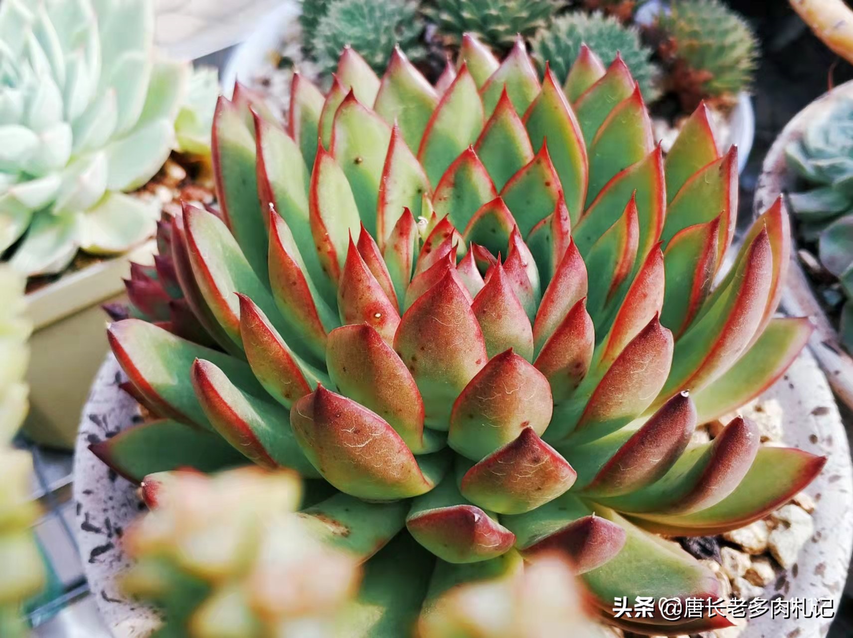 东云系多肉最值得入手的品种有哪些?