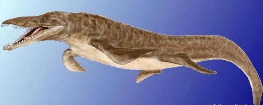 大牙鲨图片（图文讲解大牙鲨的真实外貌形状）