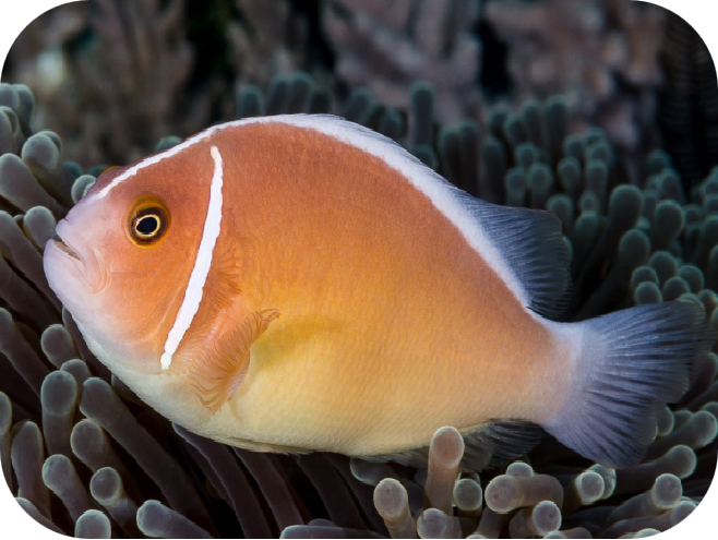 小丑鱼怎么养(带你认识小丑鱼)