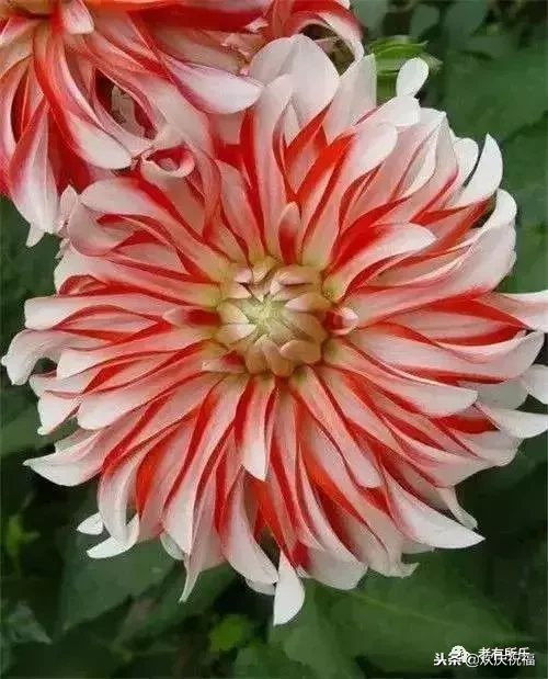 万花凋谢，秋菊傲霜（太美了！）