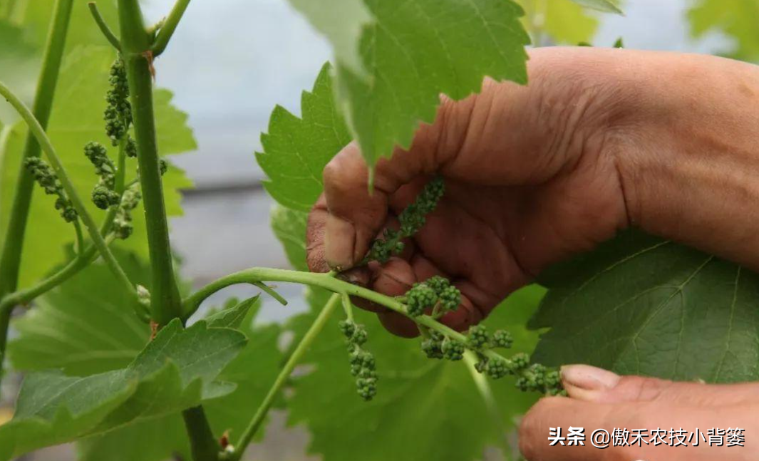 葡萄什么时候结果（葡萄花期的种植需求和管理方法）