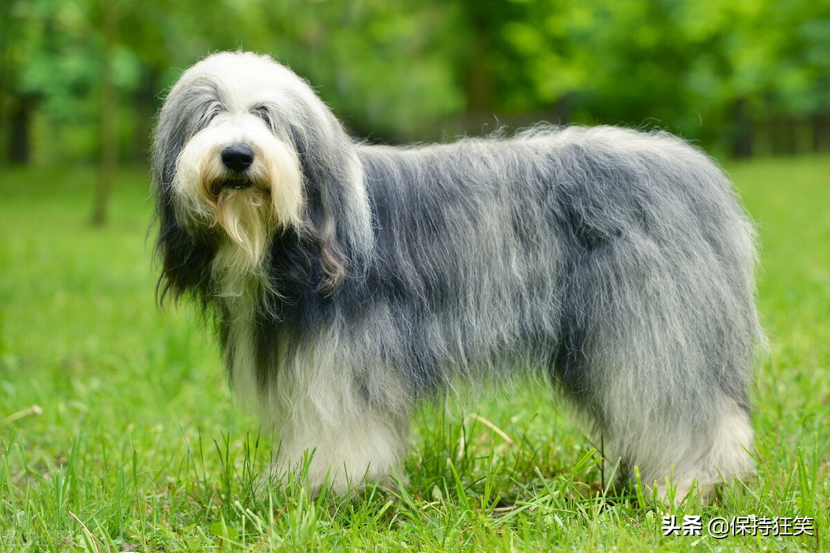 世界十大贵族狗 最具贵族气质的狗 世界十大贵族名犬