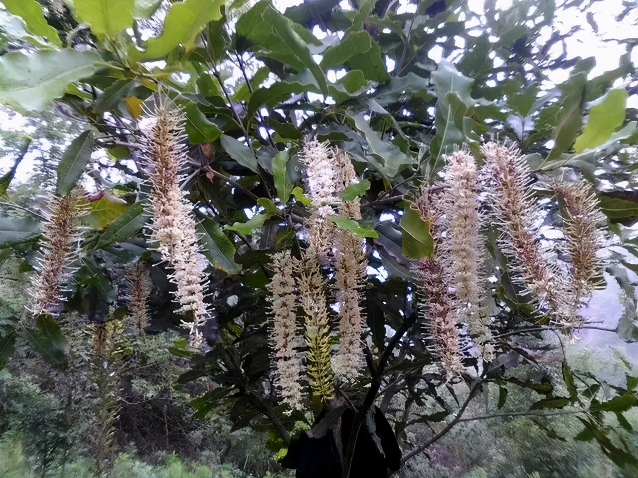 夏威夷图片夏威夷果树图片