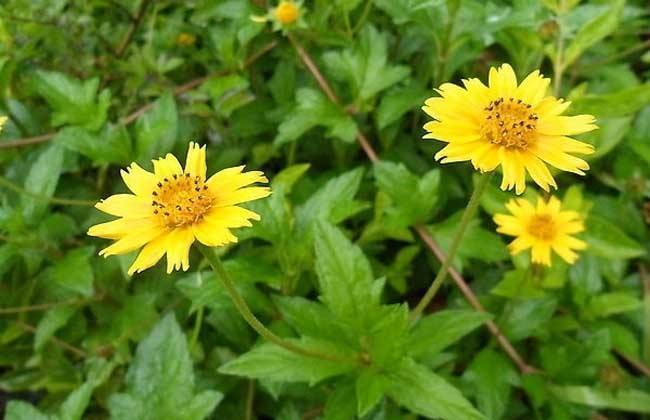 蟛蜞菊(这野花很难得,外形似菊花作用却更多,人称"蟛蜞菊")