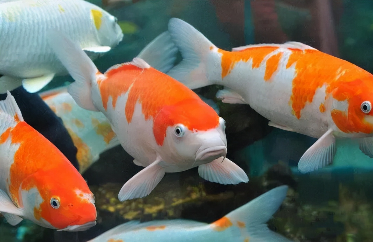 鱼池里的中国红，这样的庭院是不是爱了