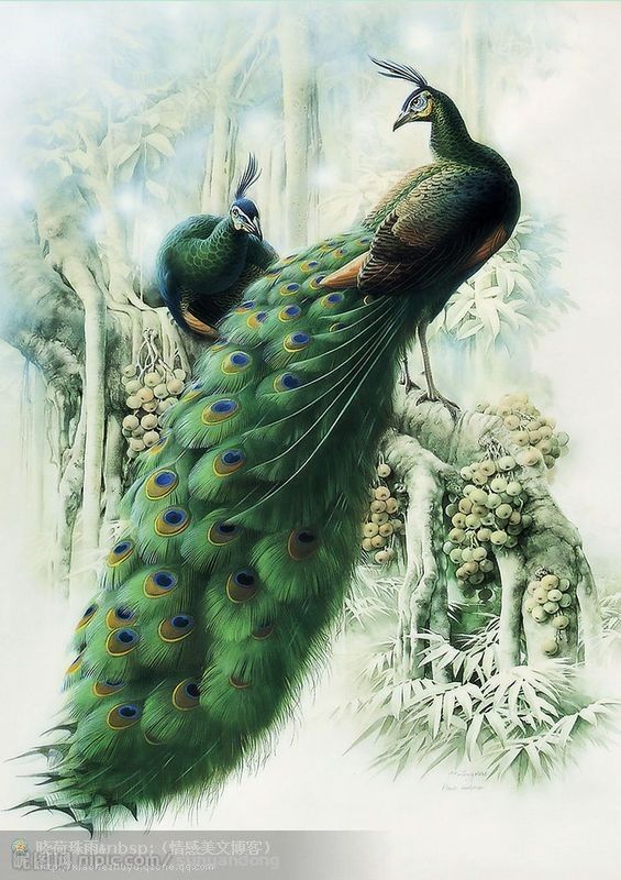 孔雀东南飞！高贵、冷艳的白孔雀