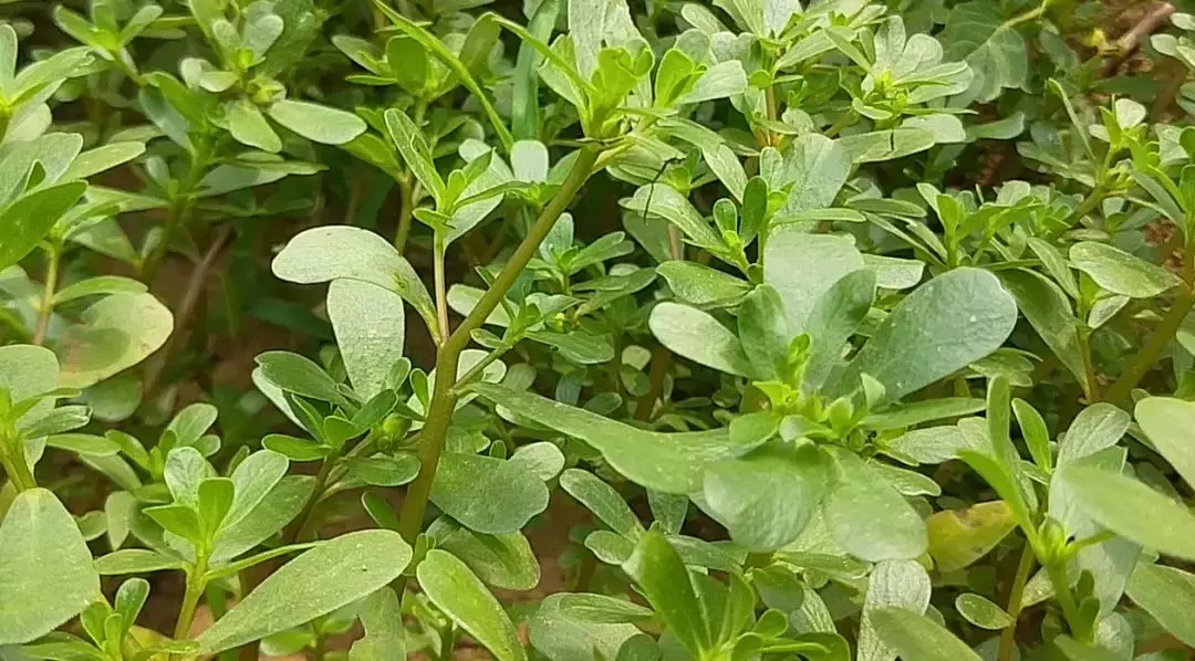 根达菜种植时间与方法（6种蔬菜撒籽就长家庭种菜的首选）