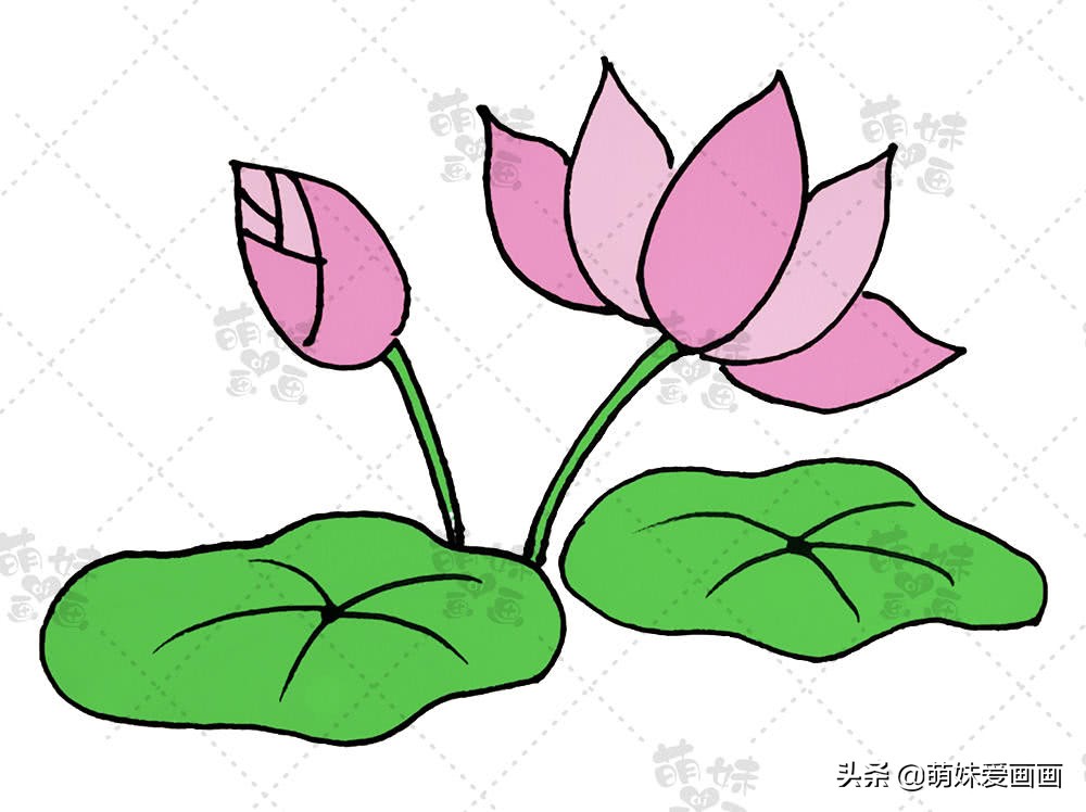 我们在绘制荷花的时候可以画上花骨朵与荷叶,让画面看起来更加饱满.