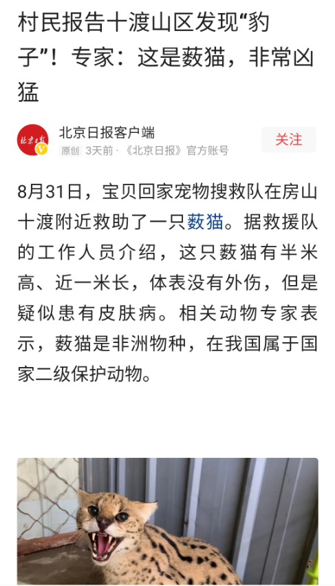 大学里的筋肉雄兽（薮猫现身北京十渡）