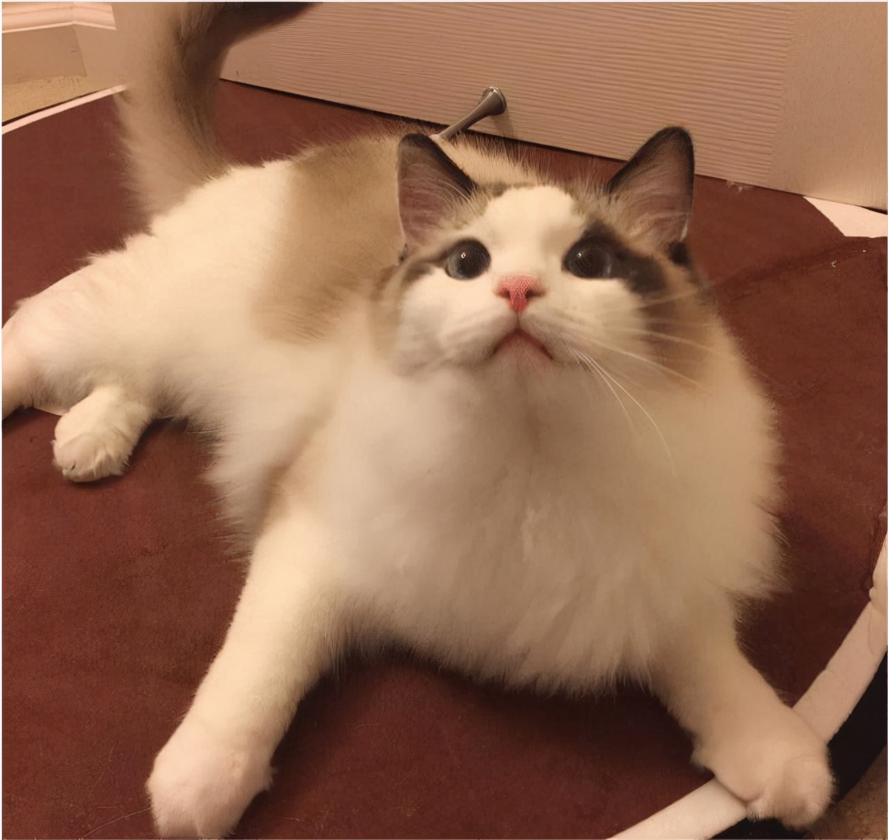 德文卷毛猫德文