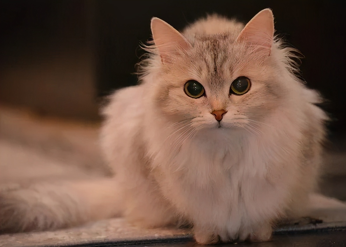 猫咪有这几个表现，说明它“怀孕”了，主人别傻傻不知道