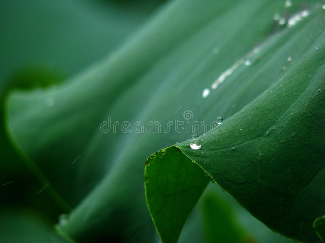 卧听六月雨