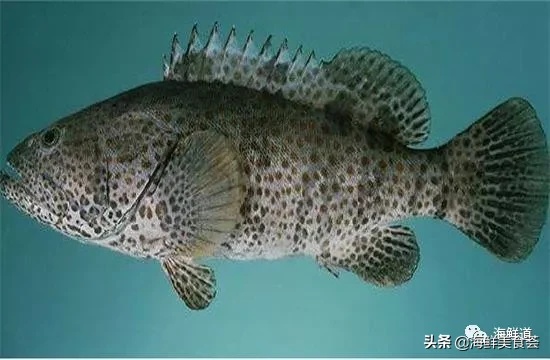 市场常见的102种海鲜，肉质鲜美，营养丰富，你们吃过几种？