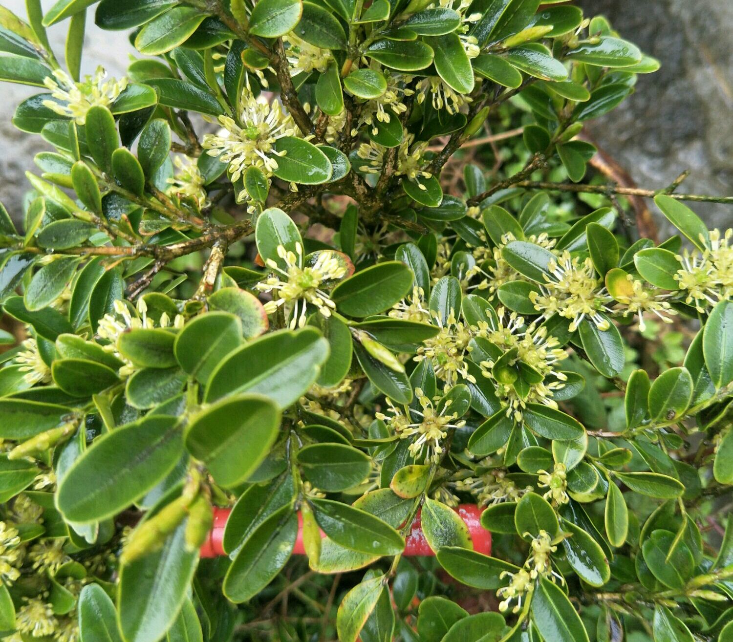 小叶黄杨图片(小叶黄杨需要去花蕾的3种情况) - 赤虎壹号