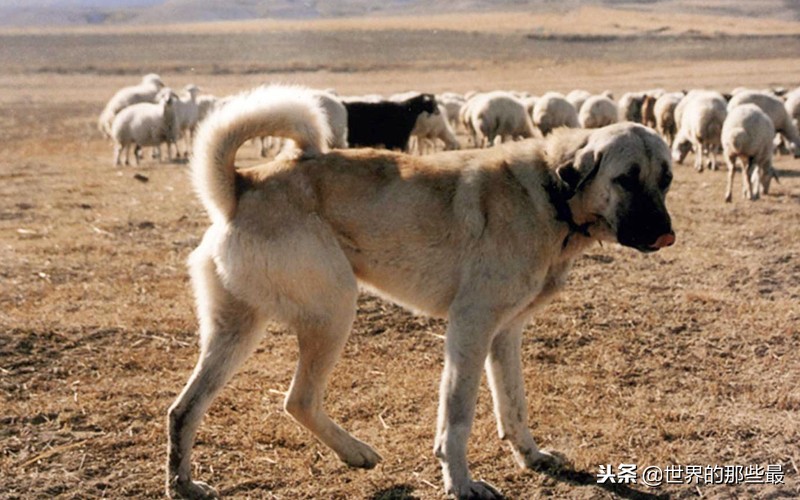 坎高犬价格多少钱一只图片