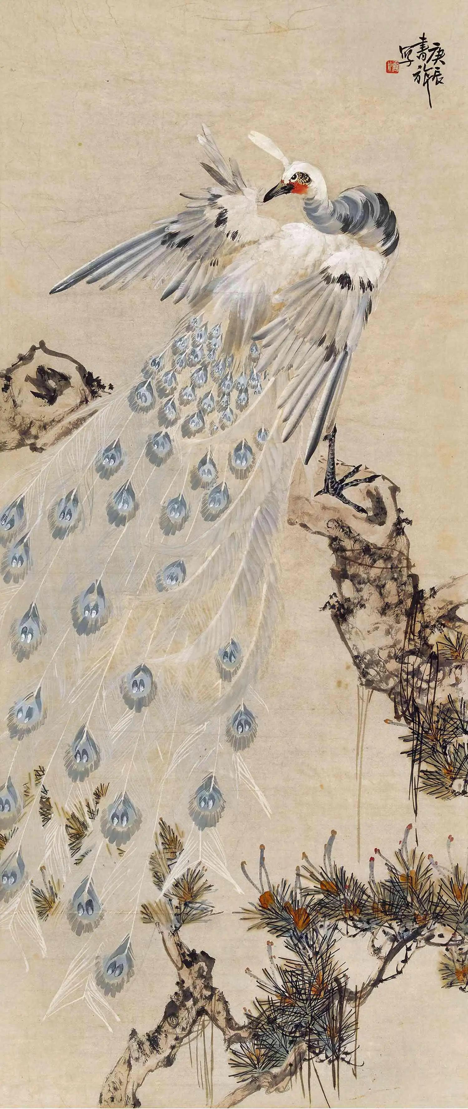 孔雀东南飞！高贵、冷艳的白孔雀