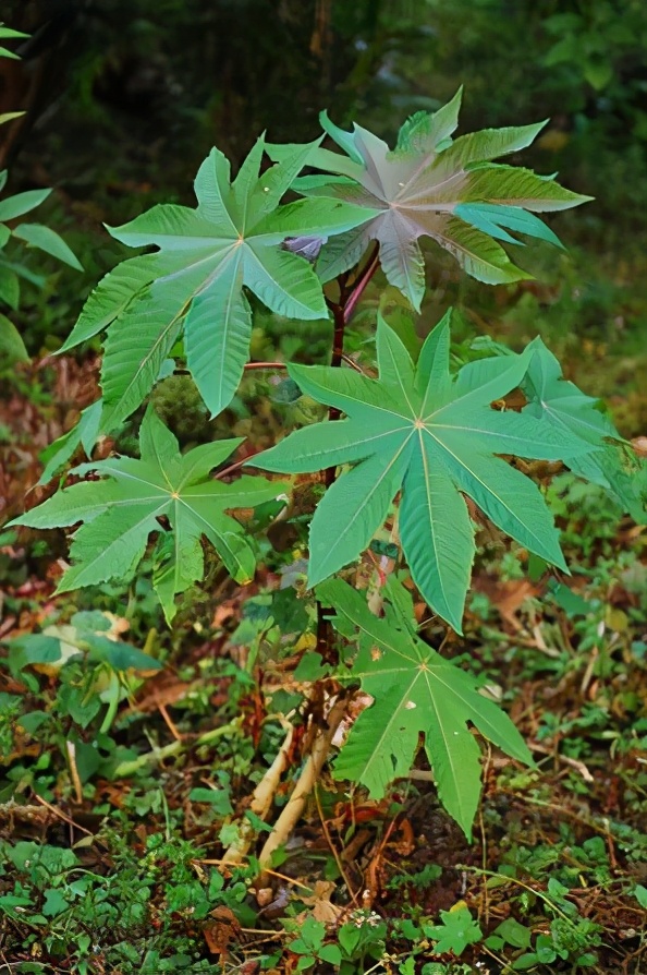 黑麻子的作用与功效(黑麻子的作用与功效)-我的快乐小窝