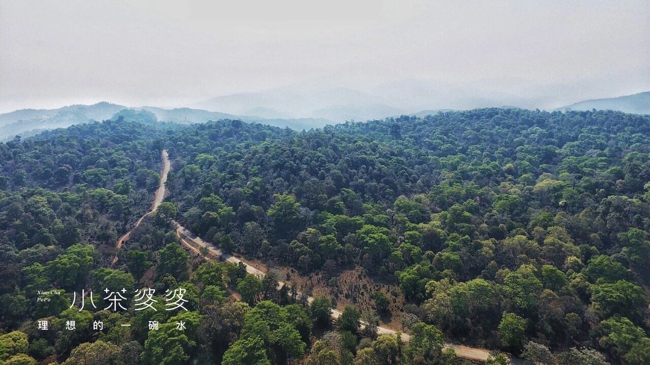寻香景迈 | 景迈山是云南最美的茶山，云海养心，姑娘养眼