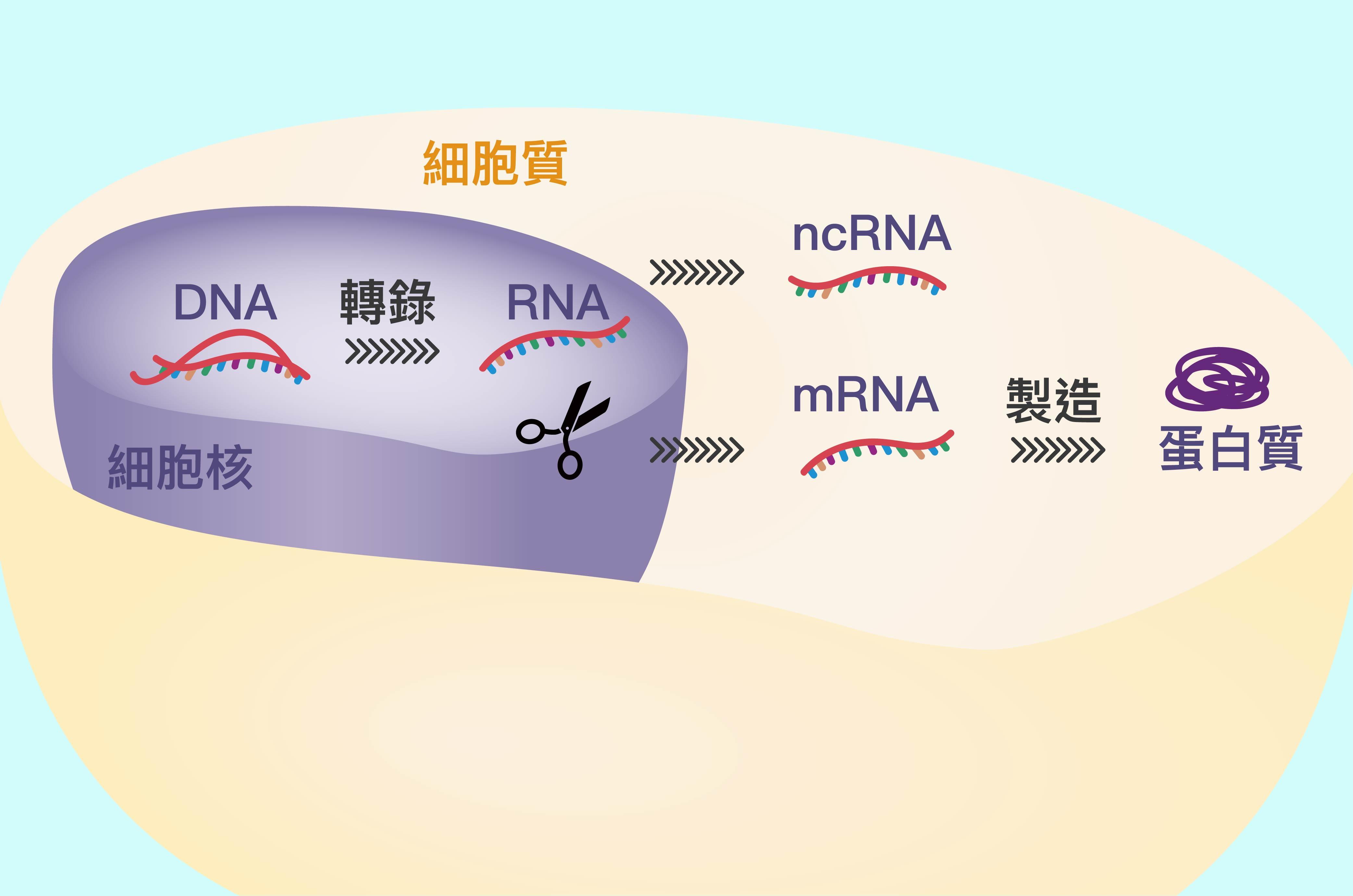 最先进的mRNA疫苗到底安全吗？为何被美国民众质疑？原来如此