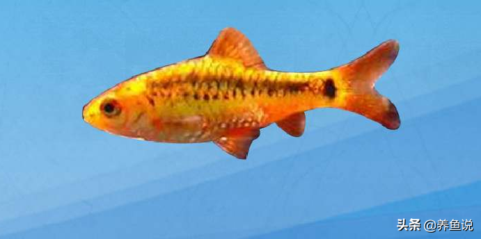 黄金条鱼