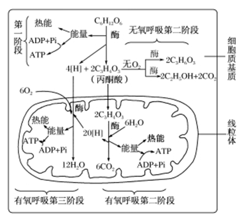 呼吸作用的公式（高中生物“呼吸作用”图示及解析）