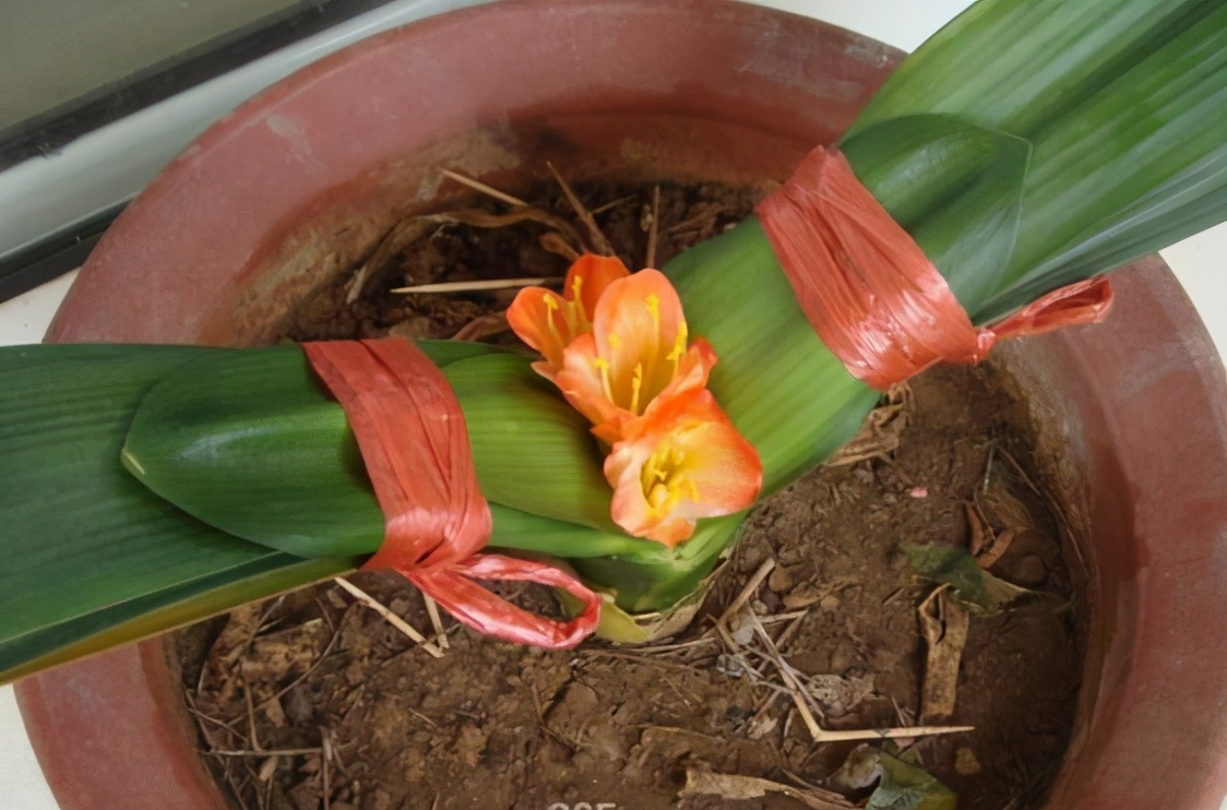 君子兰夹住了"真假难辨"?教你2招,花箭嗖嗖窜满盆