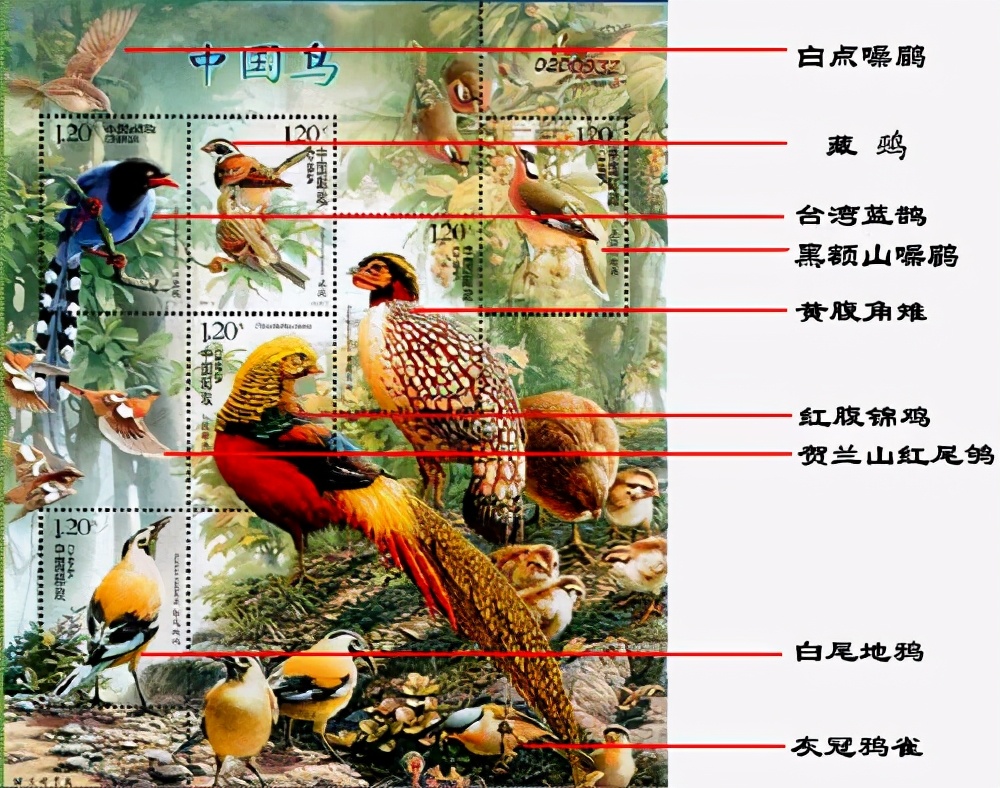 世界上最好看的鸟（世界上最漂亮的鸟类中国的特产）